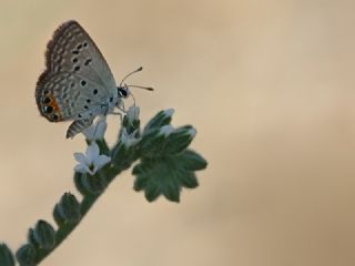Mcevher Kelebei (Chilades trochylus)