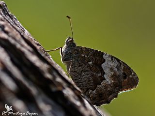 Byk Karamelek (Hipparchia syriaca)