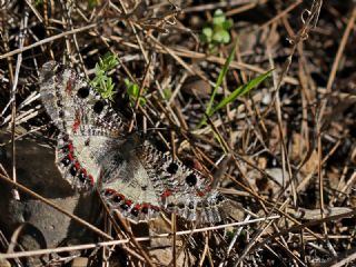 Yalanc Apollo (Archon apollinus)