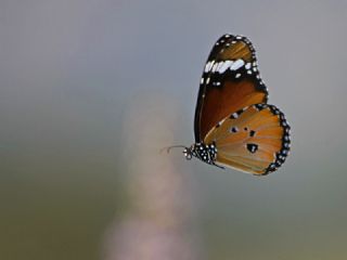 Sultan (Danaus chrysippus)