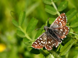 Ege Zpzp (Pyrgus melotis)