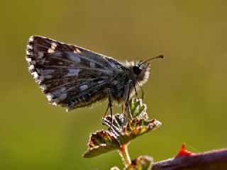 Ege Zpzp (Pyrgus melotis)