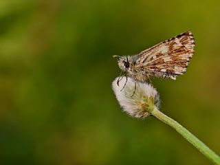 Ege Zpzp (Pyrgus melotis)