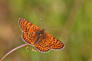 Hatayl parhan (Melitaea collina)