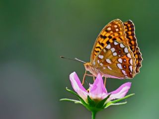 Byk nci (Fabriciana adippe)