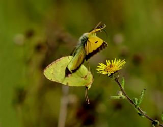 Sar Azamet (Colias croceus)