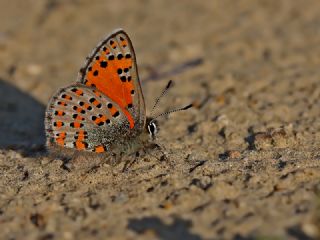 Akbes Gelincii (Tomares nesimachus)