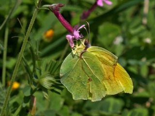 Kleopatra (Gonepteryx cleopatra)