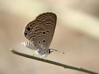 Akdeniz Mcevher Kelebei (Chilades galba)