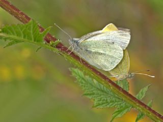K���k Beyazmelek&nbsp;(Pieris&nbsp;rapae)