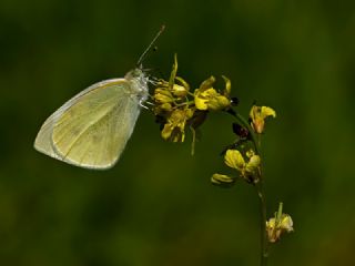 Kk Beyazmelek (Pieris rapae)