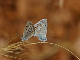 okgzl Kk Turan Mavisi (Polyommatus cornelius)