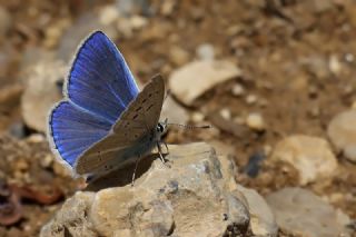 Yalanc Lacivert Anadolu okgzls (Polyommatus pseudactis)