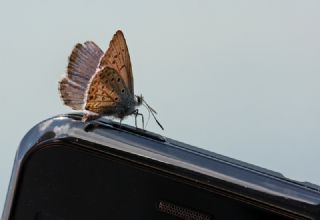 Gm Lekeli Esmergz (Plebejus argus)