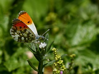 Turuncu Ssl (Anthocharis cardamines)