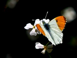 Turuncu Ssl (Anthocharis cardamines)