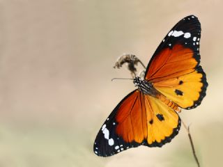 Sultan (Danaus chrysippus)