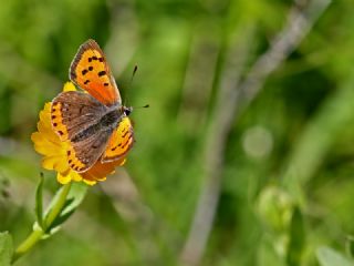 Benekli Bakr Gzeli (Lycaena phlaeas)