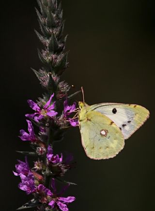 Sar Azamet (Colias croceus)