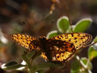 Gzel nci (Argynnis aglaja)