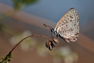 Mavi Zebra (Leptotes pirithous)