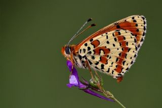 Benekli parhan (Melitaea didyma)