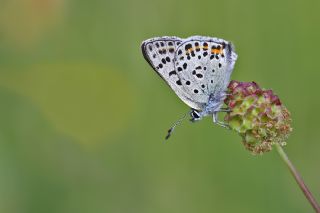 sli Bakr Gzeli (Lycaena tityrus)