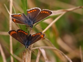 okgzl Esmer (Aricia agestis)