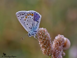 okgzl Mavi (Polyommatus icarus)