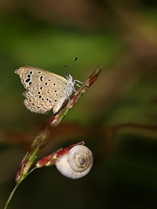 Karsandra (Zizeeria karsandra)