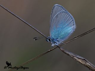 Karagz Mavisi (Glaucopsyche alexis)