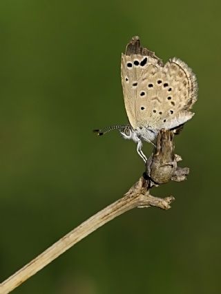 Karsandra (Zizeeria karsandra)