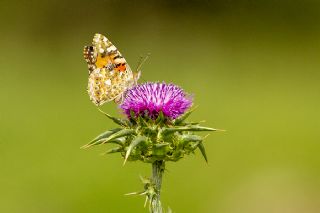 Diken Kelebei (Vanessa cardui)