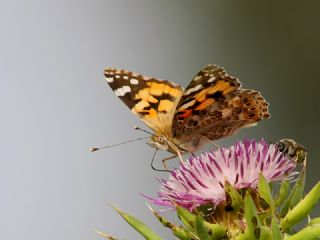 Diken Kelebei (Vanessa cardui)