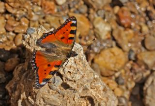 Aglais (Aglais urticae)