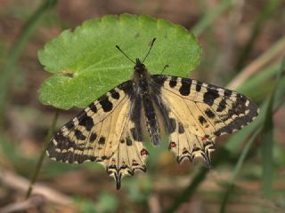 Orman Fistosu (Allancastria  cerisyi)