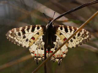 Orman Fistosu (Allancastria  cerisyi)