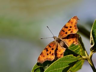 Yrtk Prtk (Inachis c-album)