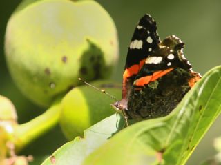 Atalanta (Vanessa atalanta)