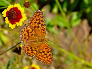 Byk nci (Fabriciana adippe)