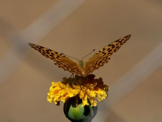 Bahadr (Argynnis pandora)