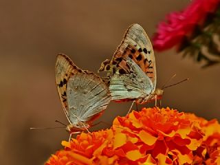 Bahadr (Argynnis pandora)