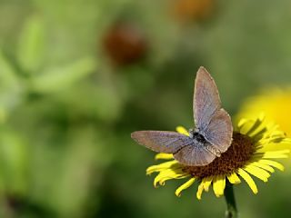 Karsandra (Zizeeria karsandra)