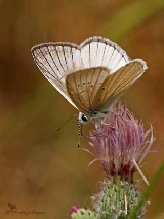 okgzl Anadolu Beyaz (Polyommatus menalcas)