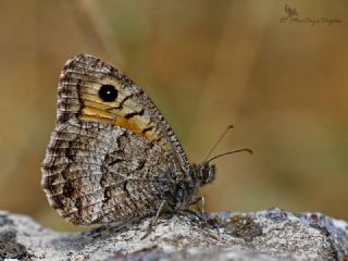 Seyit (Arethusana arethusa)