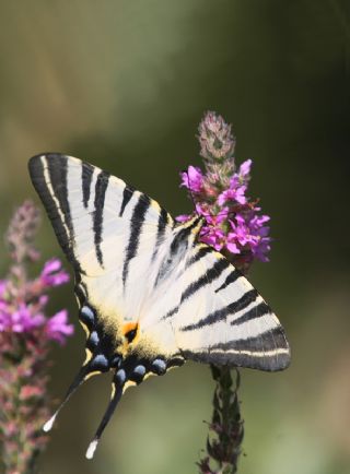 Erik Krlangkuyruk (Iphiclides podalirius)