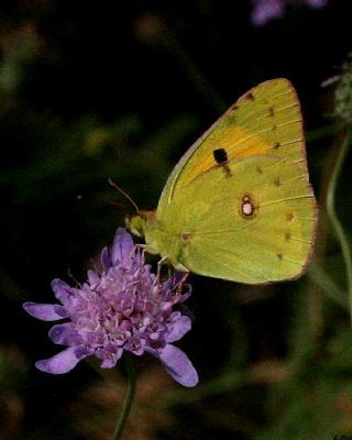 Sar Azamet (Colias croceus)