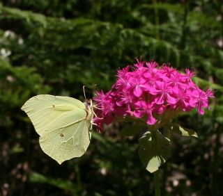 Orakkanat (Gonepteryx rhamni)