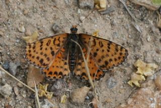 Benekli parhan (Melitaea didyma)