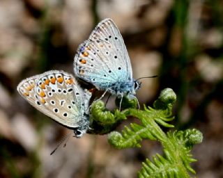okgzl Mavi (Polyommatus icarus)